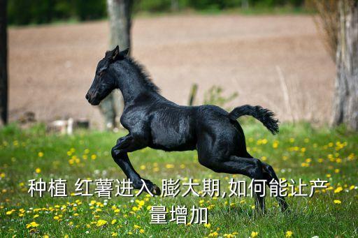 紅薯膨大期用什么農藥好,紅薯用什么膨大肥