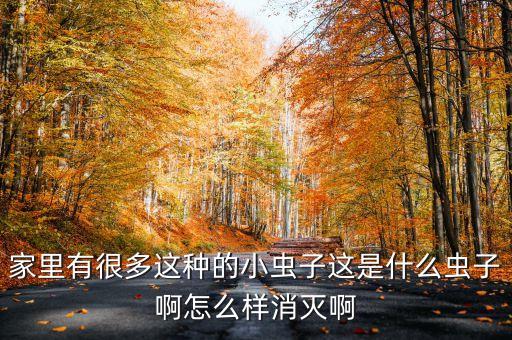家里有很多這種的小蟲子這是什么蟲子啊怎么樣消滅啊