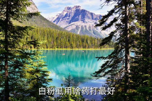 什么農(nóng)藥治白粉虱效果圖,白粉虱用什么農(nóng)藥好