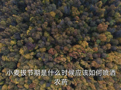  小麥拔節期是什么時候應該如何噴灑 農藥