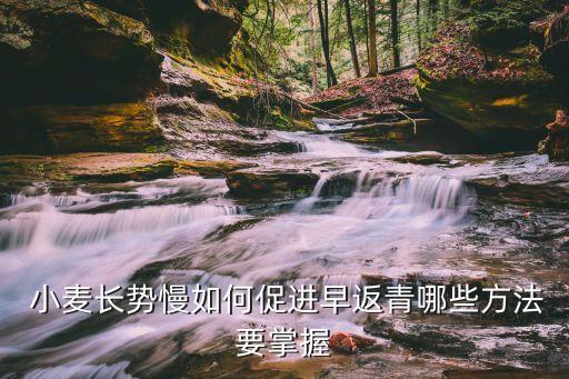 小麥反青打什么農藥好點,小麥返青用什么肥料