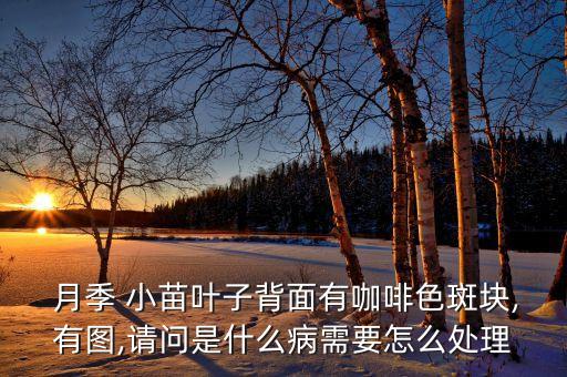  月季 小苗葉子背面有咖啡色斑塊,有圖,請問是什么病需要怎么處理