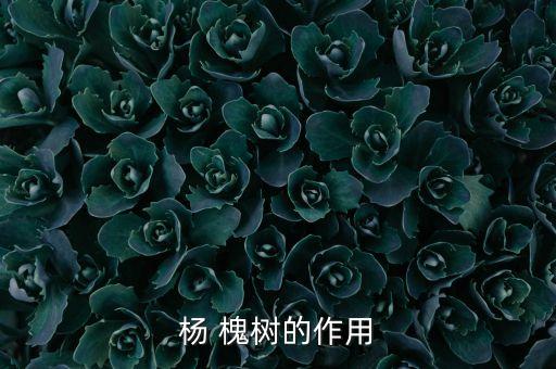 楊 槐樹的作用