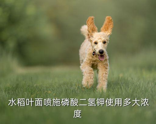 水稻露水噴什么農藥,果樹有露水可以噴農藥嗎