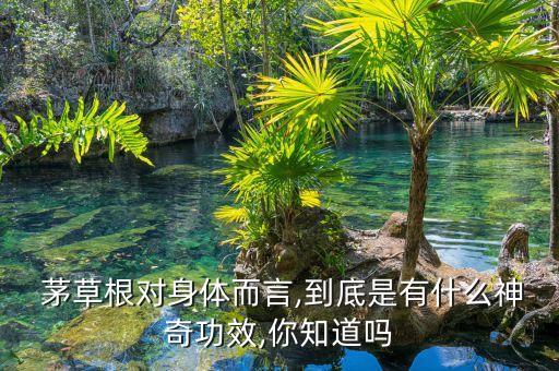  茅草根對身體而言,到底是有什么神奇功效,你知道嗎