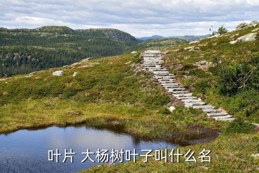 葉片 大楊樹葉子叫什么名