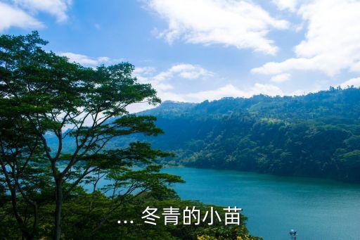 ... 冬青的小苗