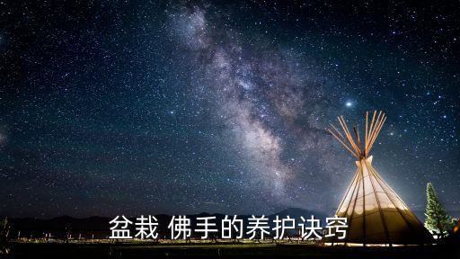 盆栽 佛手的養護訣竅
