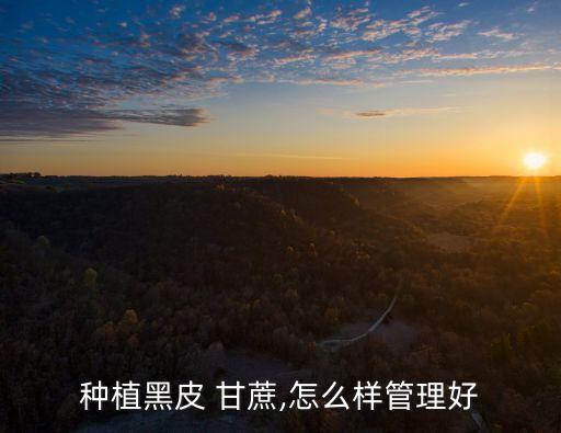 黑甘蔗花皮噴什么農藥