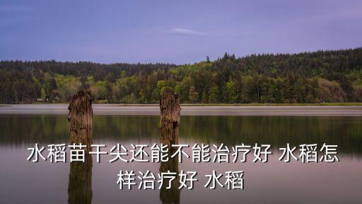 水稻干葉尖用什么農(nóng)藥