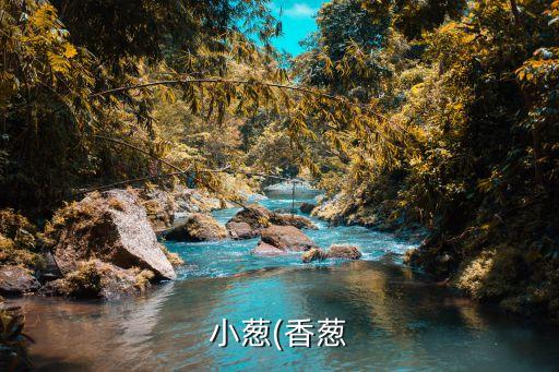小蔥(香蔥