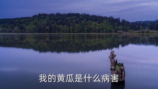 我的黃瓜是什么病害
