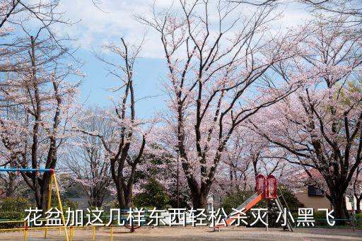 花盆加這幾樣東西輕松殺滅 小黑飛