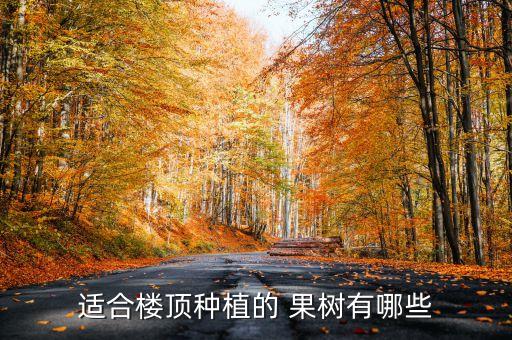 適合樓頂種植的 果樹有哪些