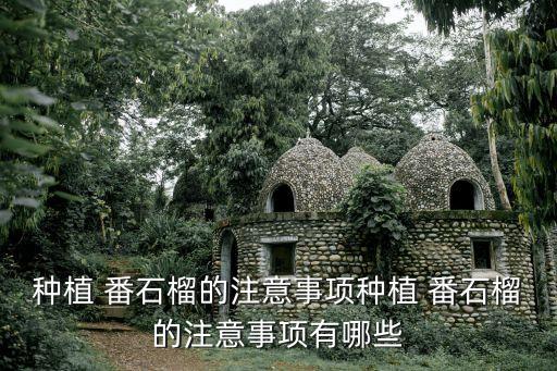 番石榴最好打什么農藥除蟲,什么地方的番石榴最好