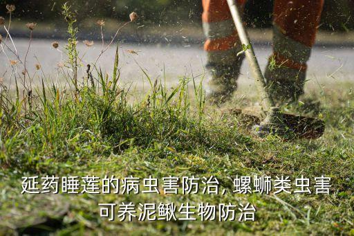 延藥睡蓮的病蟲害防治, 螺螄類蟲害可養泥鰍生物防治