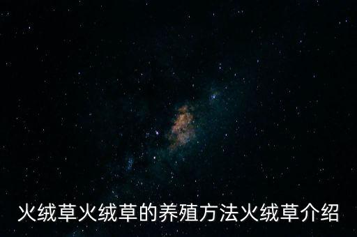 火絨草火絨草的養(yǎng)殖方法火絨草介紹