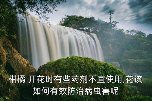 柚子開花不能噴什么農(nóng)藥,柚子什么時(shí)間開花什么時(shí)間結(jié)果