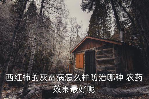 西紅柿的灰霉病怎么樣防治哪種 農藥效果最好呢