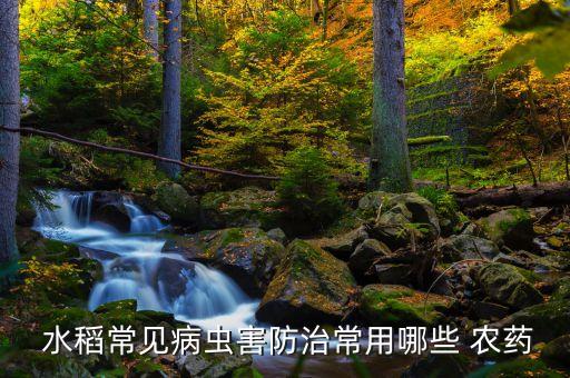 水稻分蘗打什么農藥最好,什么是水稻的有效分蘗