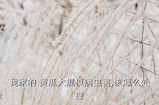 什么農(nóng)藥可以噴黃瓜苗,黃瓜不能用什么農(nóng)藥