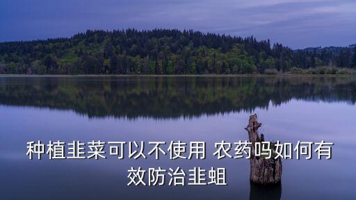  種植韭菜可以不使用 農藥嗎如何有效防治韭蛆