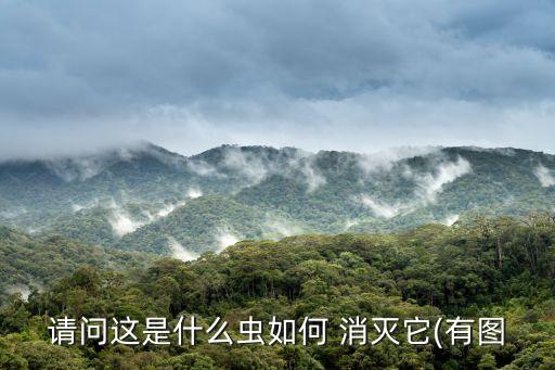 夾子蟲用什么農(nóng)藥消滅,煙蟲用什么農(nóng)藥消滅