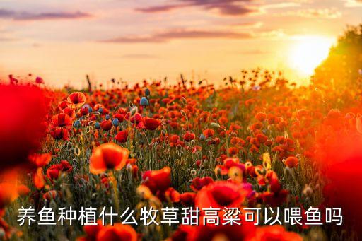 蘇丹草打什么農藥,什么是蘇丹草