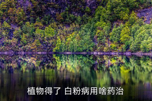 植物得了 白粉病用啥藥治