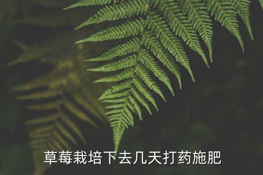  草莓栽培下去幾天打藥施肥