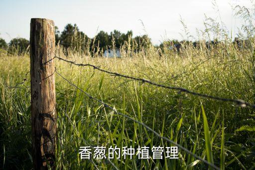 香蔥主要病害用什么農藥,香蔥發病用什么農藥