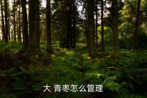 青棗花果時用什么農藥,青棗打什么農藥