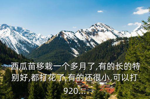 西瓜打什么農藥出根壯苗,西瓜蟲用什么農藥比較好