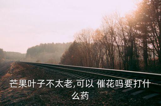 芒果葉子不太老,可以 催花嗎要打什么藥