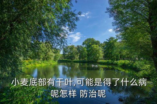  小麥底部有干葉,可能是得了什么病呢怎樣 防治呢