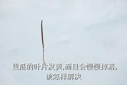 絲瓜的葉片發(fā)黃,而且會慢慢掉落,該怎樣解決