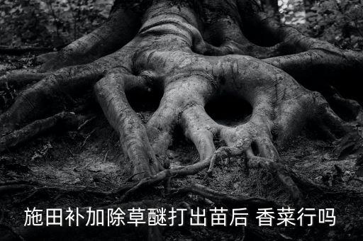 種香菜打什么壯苗農藥