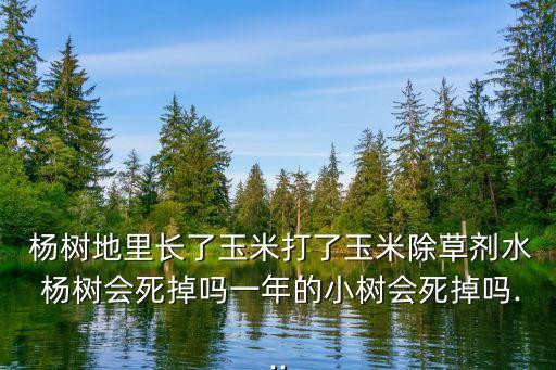  楊樹地里長(zhǎng)了玉米打了玉米除草劑水 楊樹會(huì)死掉嗎一年的小樹會(huì)死掉嗎...