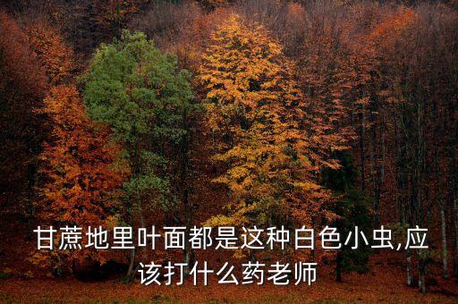  甘蔗地里葉面都是這種白色小蟲,應該打什么藥老師