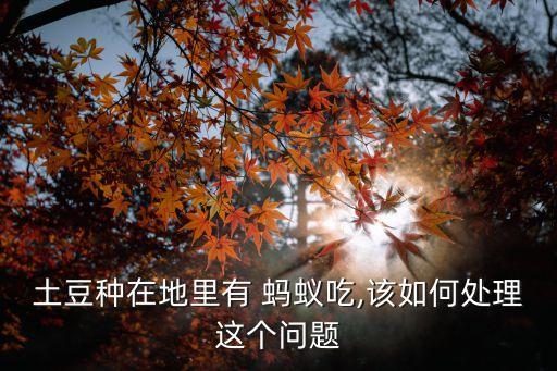 土豆種在地里有 螞蟻吃,該如何處理這個問題