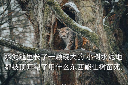 什么農藥噴死小樹,蟋蟀用什么農藥噴死