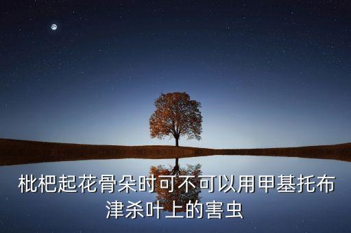 枇杷起花骨朵時可不可以用甲基托布津殺葉上的害蟲