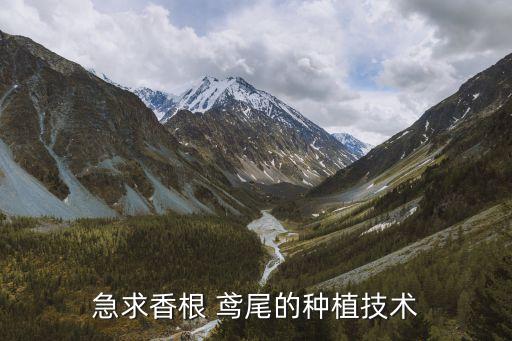 急求香根 鳶尾的種植技術(shù)