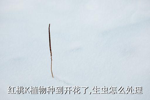 桃花盛開該噴什么農藥呢,桃花完全盛開像什么