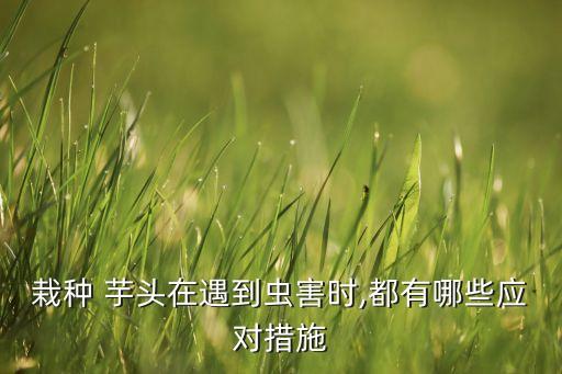 栽種 芋頭在遇到蟲害時,都有哪些應對措施