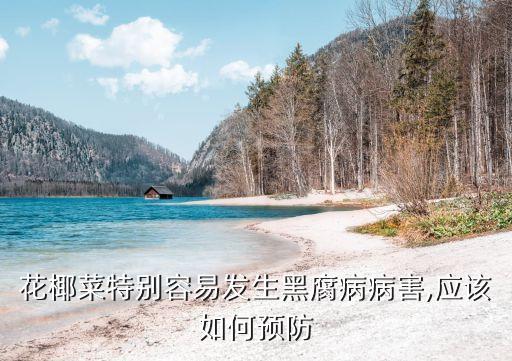 花椰菜特別容易發生黑腐病病害,應該如何預防