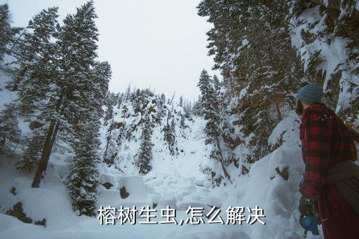  榕樹生蟲,怎么解決