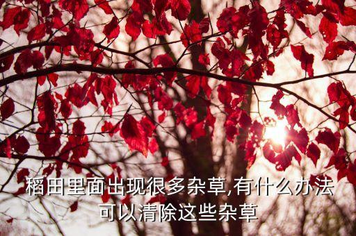  稻田里面出現很多雜草,有什么辦法可以清除這些雜草