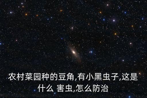 農村菜園種的豆角,有小黑蟲子,這是什么 害蟲,怎么防治