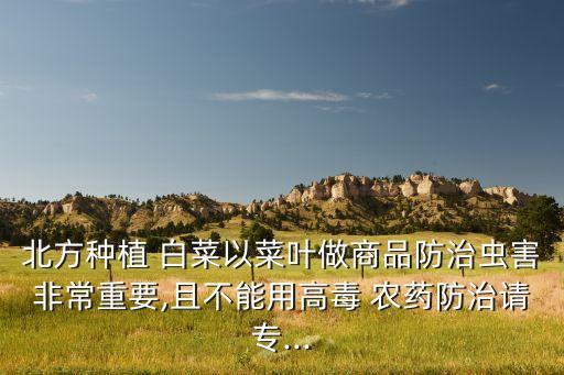 種白菜不能用什么農藥殺菌,白菜不能和什么一起種